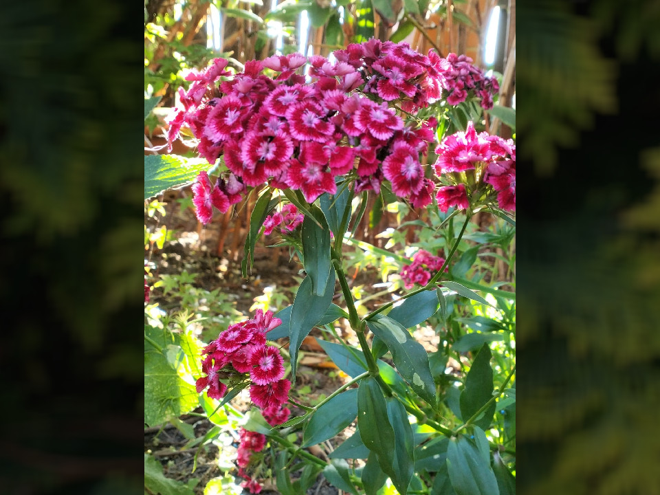 Picture of some flowers ^^